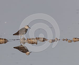 Wood sandpiper