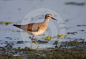 Wood sandpiper photo