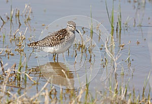 Wood sandpiper