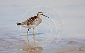 Wood sandpiper