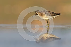 Wood Sandpiper