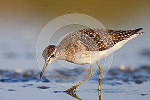 Wood sandpiper