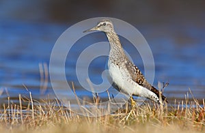 Wood sandpiper