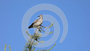 Wood sandpiper close-up on a tree