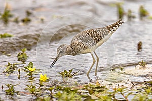 Wood sandpiper foraging