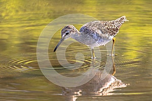 Wood sandpiper foraging