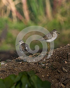 The wood sandpiper & glareola& is a small wader. This Eurasian species is the smallest of the shanks, which are mid-sized long-leg