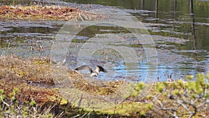 Wood sandpiper love song and wedding dance. Birds mate in the bog
