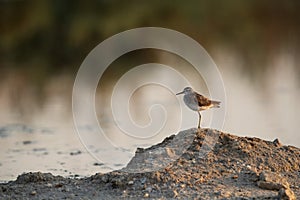 A Wood Sandpiper on a mound at Asker marsh, Bahrain photo