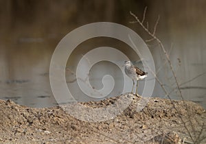 Wood Sandpiper near a water body at Asker marsh, Bahrain photo