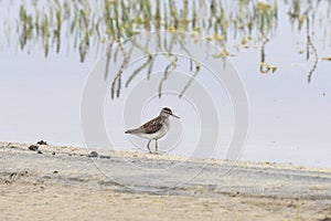 Wood sandpiper on a sandy shore near water