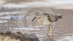 Wood Sandpiper in Shallow Water