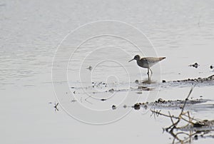 Wood Sandpiper stading in the lake