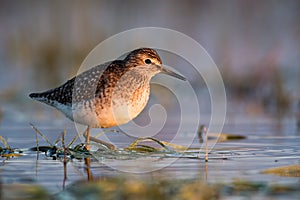 Wood sandpiper standing in water in summertime nature