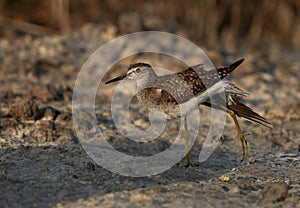 Wood Sandpiper stretching its leg at Asker marsh, Bahrain photo