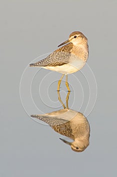 Wood Sandpiper / Tringa g photo