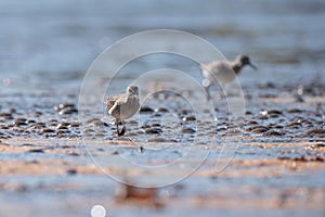 The wood sandpiper Tringa glareola