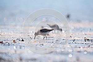 The wood sandpiper Tringa glareola