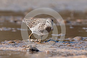 The wood sandpiper Tringa glareola