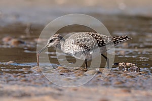 The wood sandpiper Tringa glareola