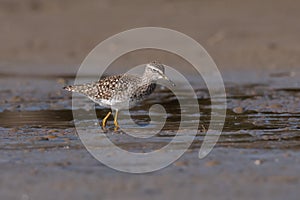 The wood sandpiper Tringa glareola