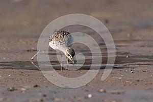 The wood sandpiper Tringa glareola