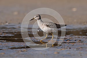 The wood sandpiper Tringa glareola