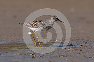 The wood sandpiper Tringa glareola