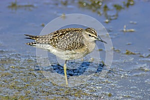 Wood Sandpiper (tringa glareola)