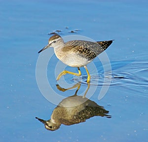 Wood Sandpiper (tringa glareola)