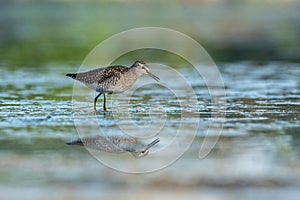 Wood sandpiper Tringa glareola