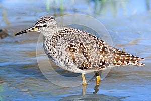 Wood Sandpiper (Tringa glareola)