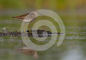 Wood Sandpiper - Tringa glareola