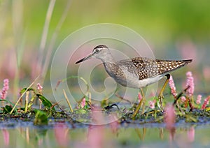 Wood Sandpiper - Tringa glareola