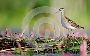 Wood Sandpiper - Tringa glareola