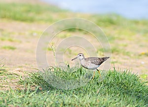 Wood sandpiper, Tringa glareola. A bird walks along the riverbank in search of prey