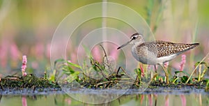 Wood Sandpiper - Tringa glareola