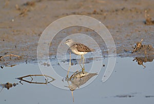 Wood Sandpiper (Tringa glareola) Mirror Image