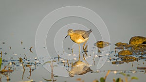 Wood Sandpiper (Tringa glareola) , reflection, water