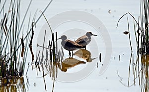 Wood sandpiper, Tringa glareola, a small wader