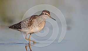 Wood Sandpiper - Tringa glareola - in spring on the migration way