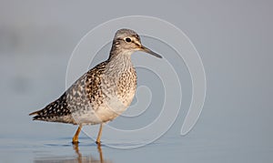 Wood Sandpiper - Tringa glareola - in spring on the migration way