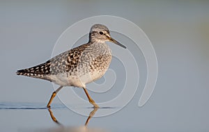 Wood Sandpiper - Tringa glareola - in spring on the migration way