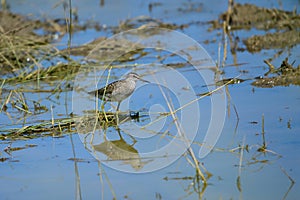 Wood sandpiper Tringa glareola in the wild