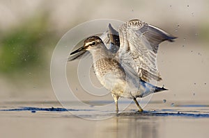 Wood Sandpiper wades in light water with risen wings