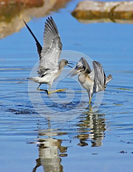 Wood sandpipers are fighting (tringa glareola)