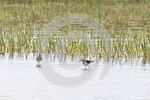 Wood sandpipers on a sandy shore near the water