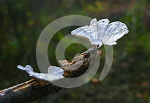 Wood saprophytic fungi on old rotting branches in a forest in the suburbs of New Jersey in the fall, USA photo