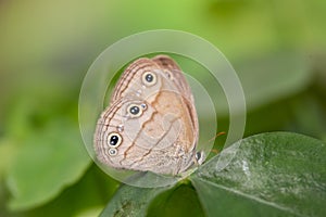 Wood Satyr on Leaf 1