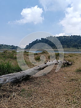 Wood in the savana and lake